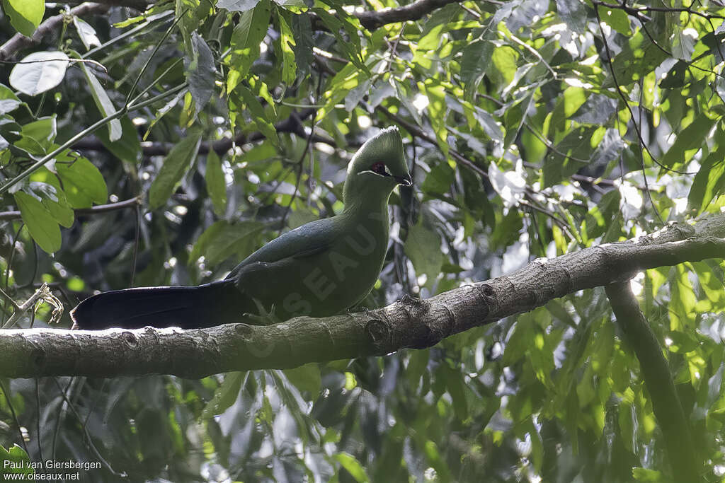 Touraco à bec noiradulte, identification