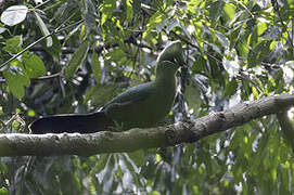 Black-billed Turaco