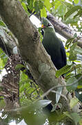 Yellow-billed Turaco