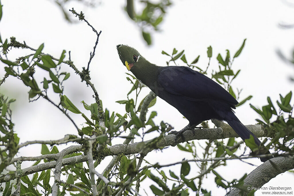 Yellow-billed Turacoadult