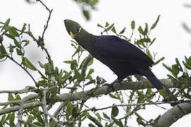 Yellow-billed Turaco