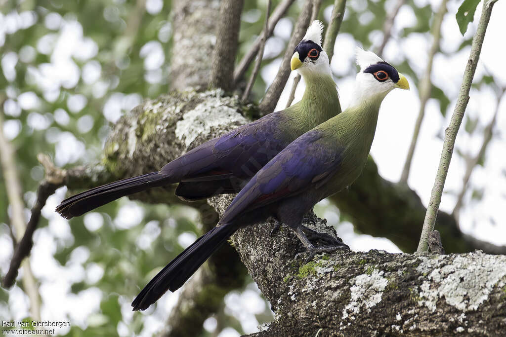 White-crested Turacoadult, identification