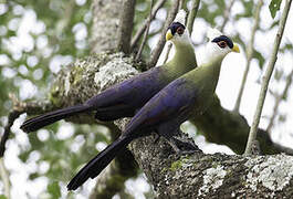 White-crested Turaco