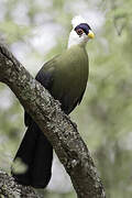 White-crested Turaco