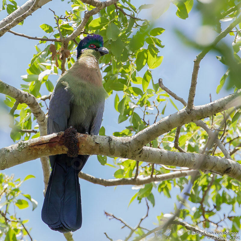 Purple-crested Turacoadult