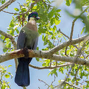 Purple-crested Turaco