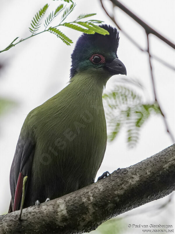 Purple-crested Turacoadult