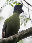 Purple-crested Turaco