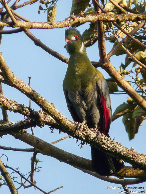 White-cheeked Turaco