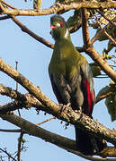 White-cheeked Turaco