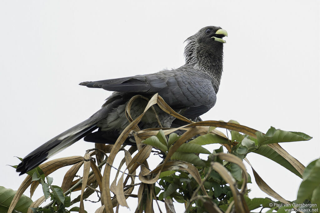 Eastern Plantain-eateradult