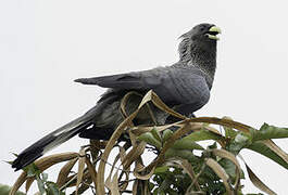 Eastern Plantain-eater