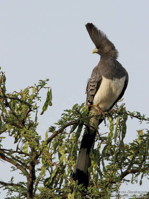 White-bellied Go-away-bird female adult