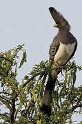 White-bellied Go-away-bird