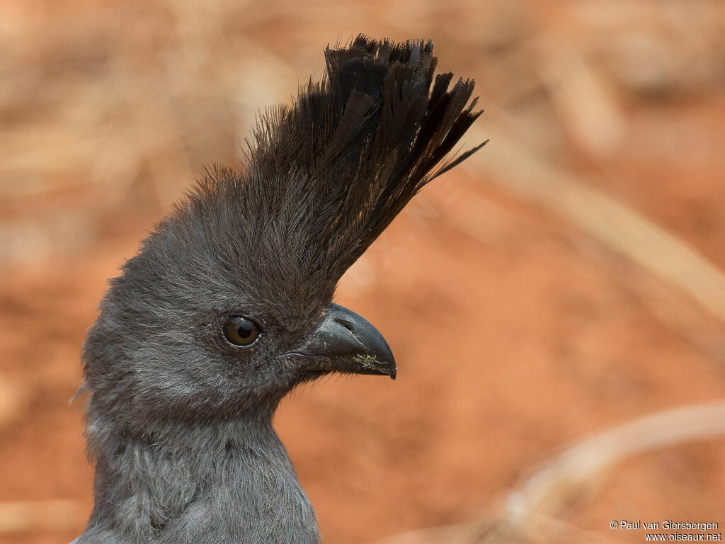 White-bellied Go-away-bird male adult