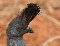 White-bellied Go-away-bird