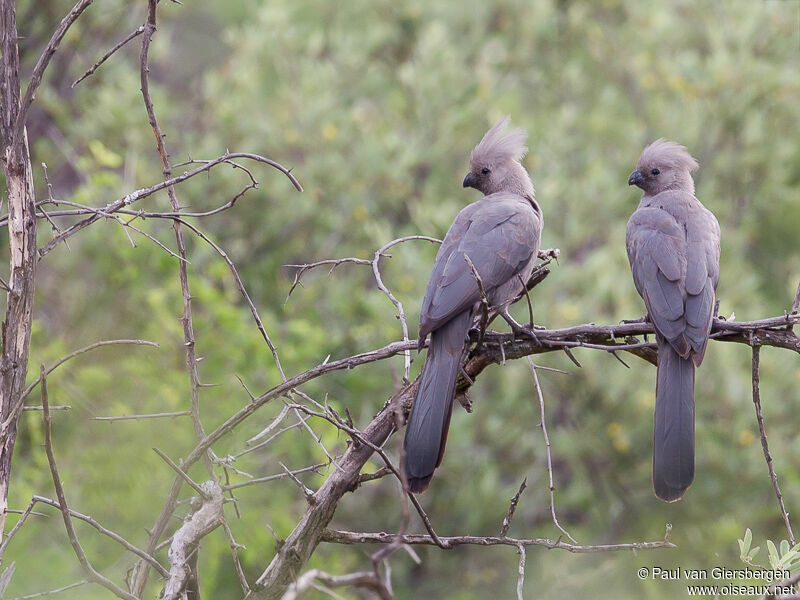 Grey Go-away-bird