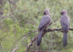 Grey Go-away-bird