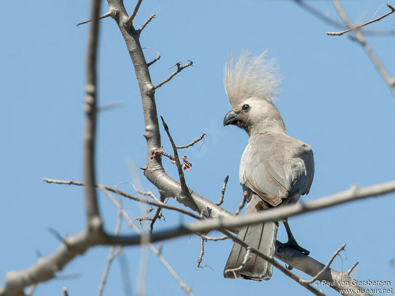 Grey Go-away-bird