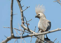 Grey Go-away-bird