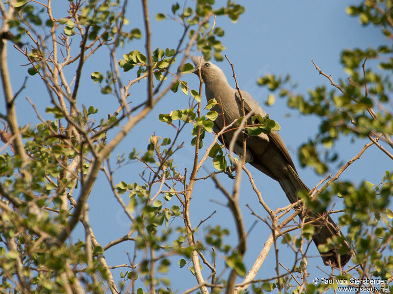 Grey Go-away-bird