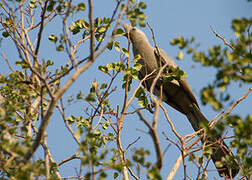 Grey Go-away-bird