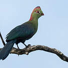 Touraco de Fischer