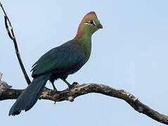 Fischer's Turaco