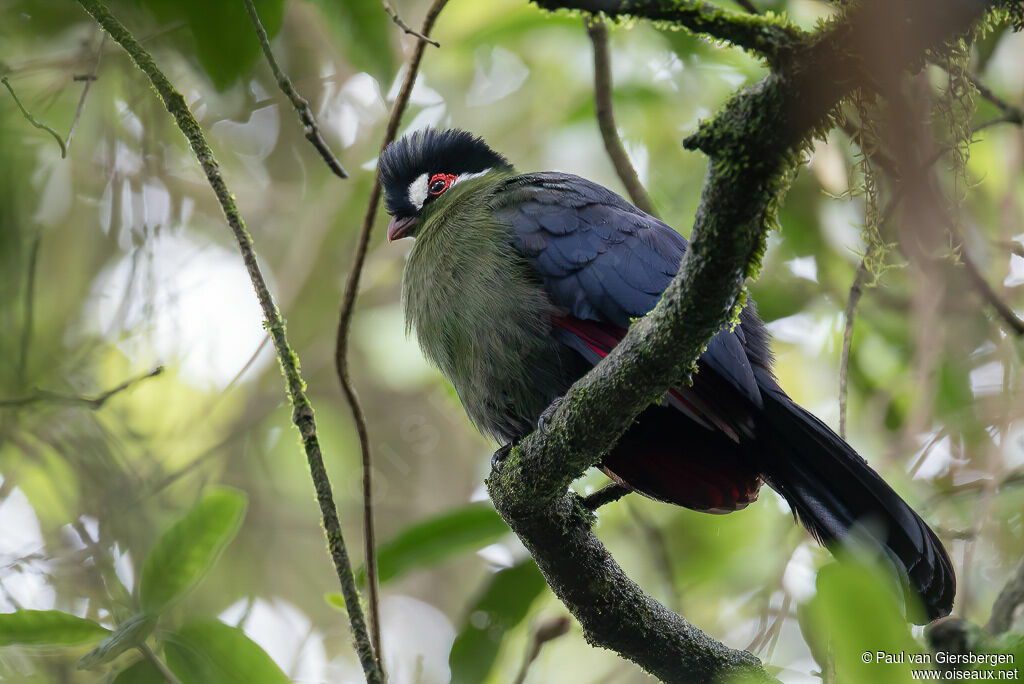 Hartlaub's Turacoadult