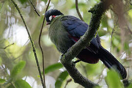 Hartlaub's Turaco