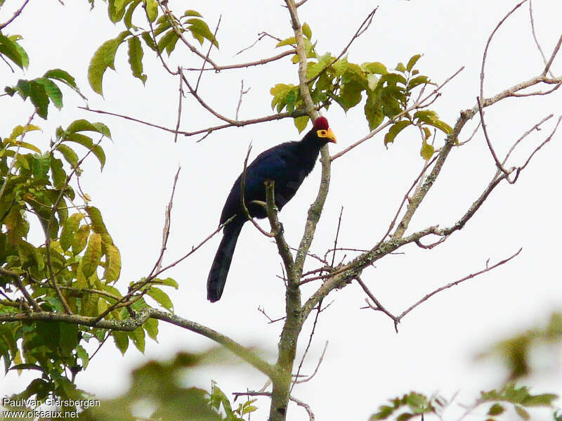 Ross's Turacoadult, habitat, pigmentation, Behaviour