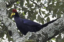 Touraco de Lady Ross