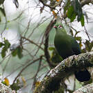 Touraco de Livingstone