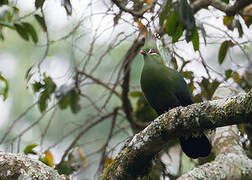 Livingstone's Turaco