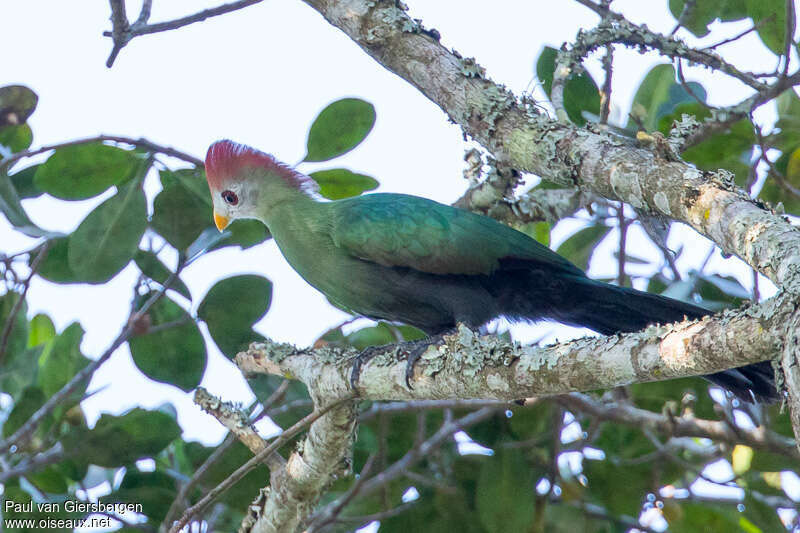 Touraco de Pauline adulte, comportement