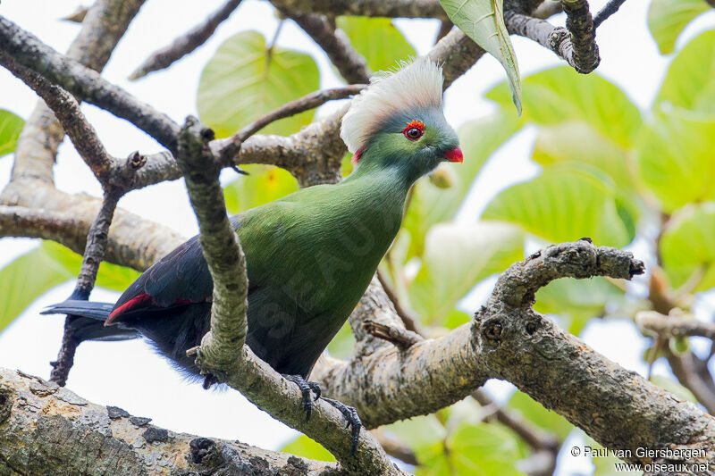 Ruspoli's Turaco