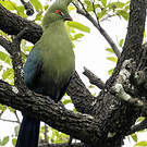 Touraco de Schalow