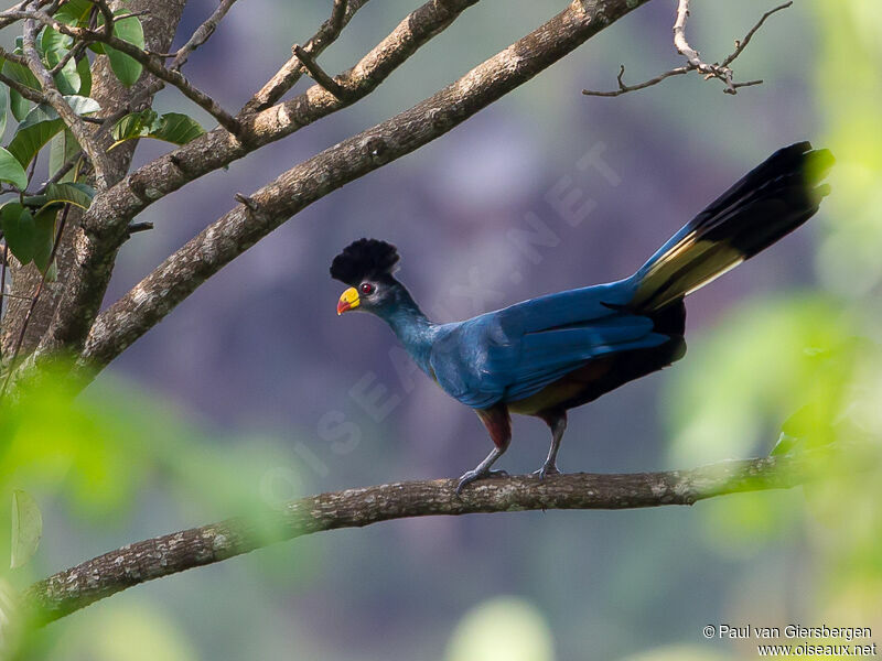 Great Blue Turaco