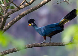 Great Blue Turaco