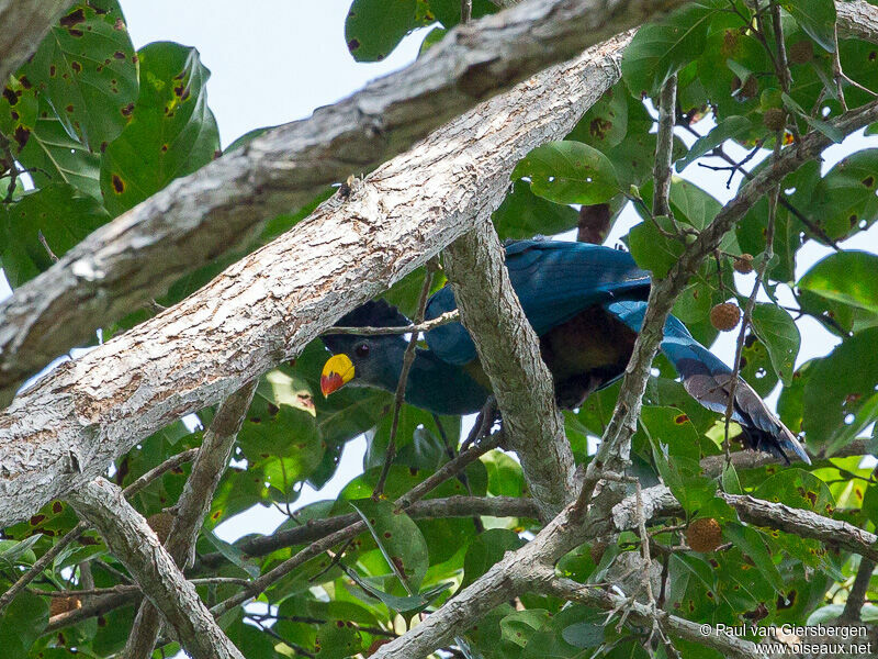 Great Blue Turaco