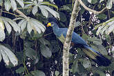 Touraco géant