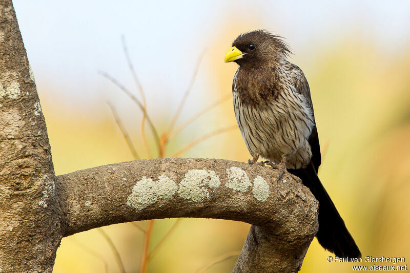 Western Plantain-eateradult