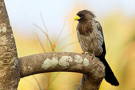 Western Plantain-eater