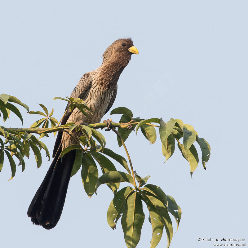 Western Plantain-eateradult