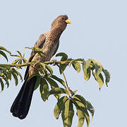 Western Plantain-eater