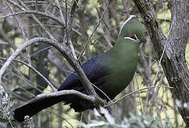 Knysna Turaco