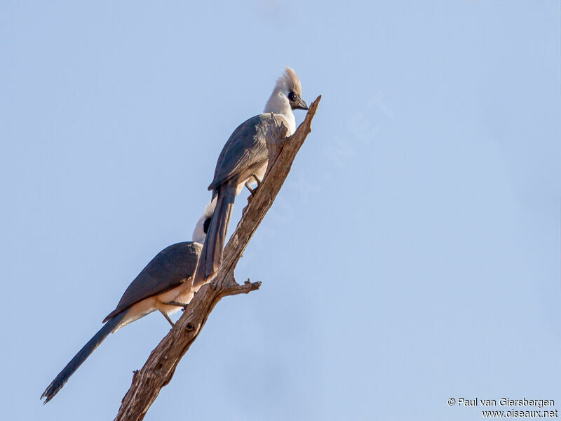 Bare-faced Go-away-birdadult