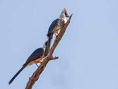 Bare-faced Go-away-bird