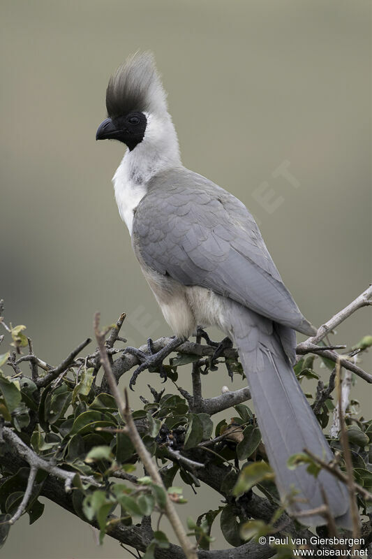 Touraco masquéadulte