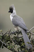 Bare-faced Go-away-bird